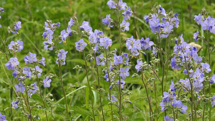 13 Blue Perennials Creating Calm New England Style Gardens In Massachusetts