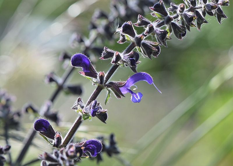 Meadow Sage