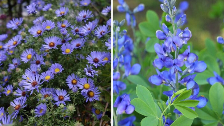 13 Blue Perennials Ohio Gardens Use For Calm And Balanced Design