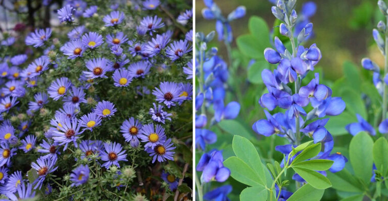 13 Blue Perennials Ohio Gardens Use For Calm And Balanced Design