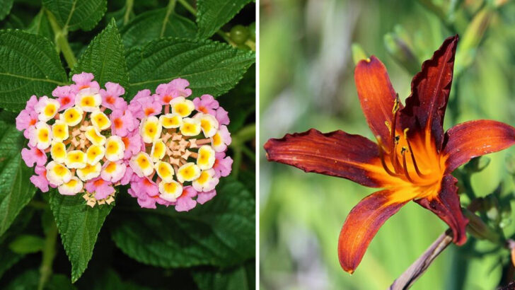 13 Multicolor Perennials Florida Gardeners Rely On For Year-Round Blooms