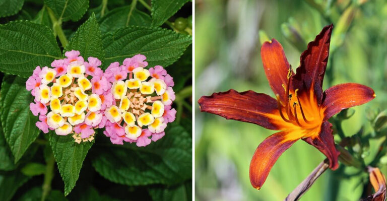 13 Multicolor Perennials Florida Gardeners Rely On For Year-Round Blooms