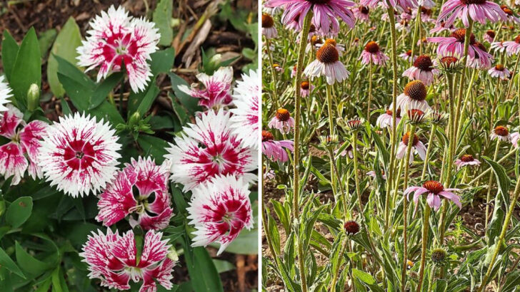 13 Multicolor Perennials That Keep North Carolina Gardens Visually Rich