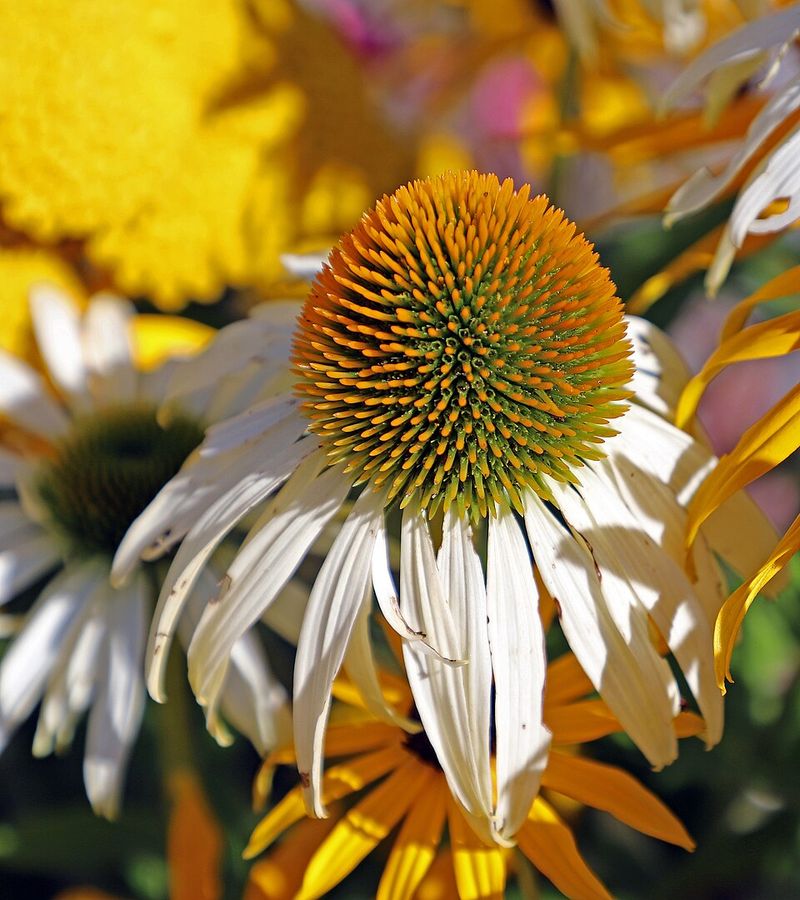 Coneflower