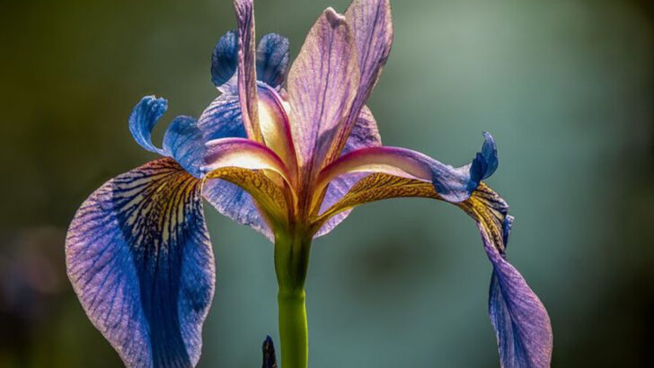 13 Multicolor Perennials That Keep Ohio Yards Visually Dynamic All Season