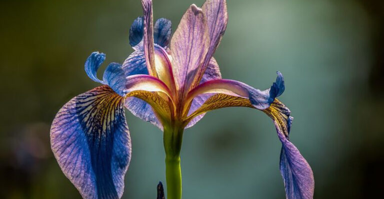 13 Multicolor Perennials That Keep Ohio Yards Visually Dynamic All Season