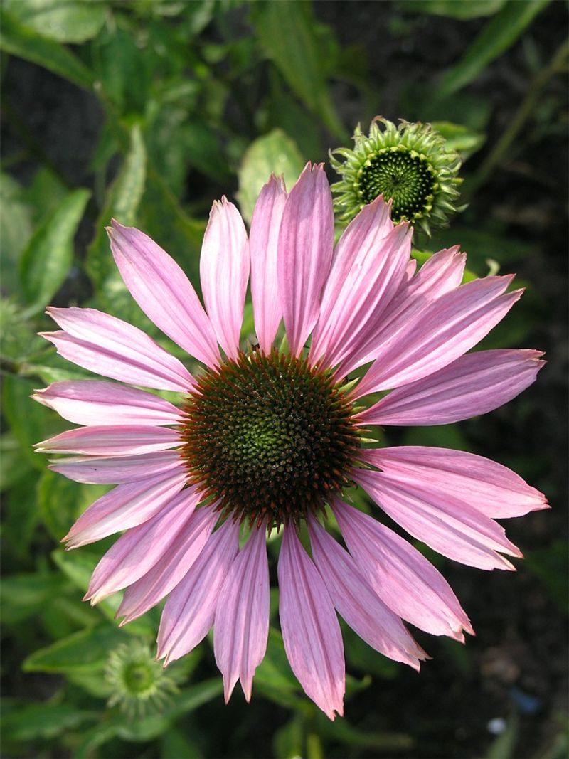 Coneflower