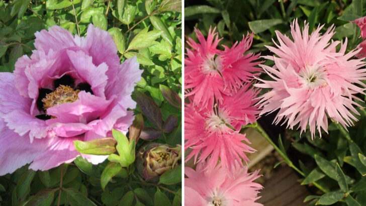 13 Pink Perennials Bringing Soft Southern Style To North Carolina Yards