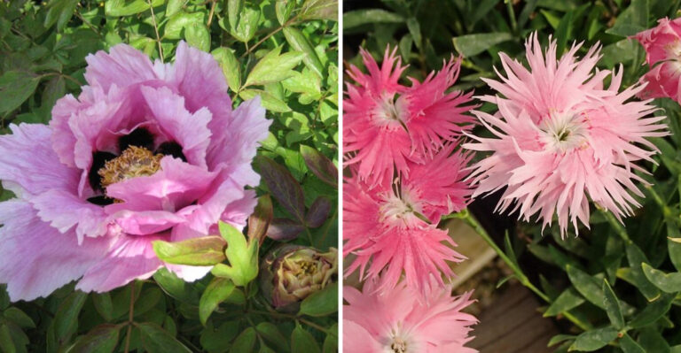 13 Pink Perennials Bringing Soft Southern Style To North Carolina Yards