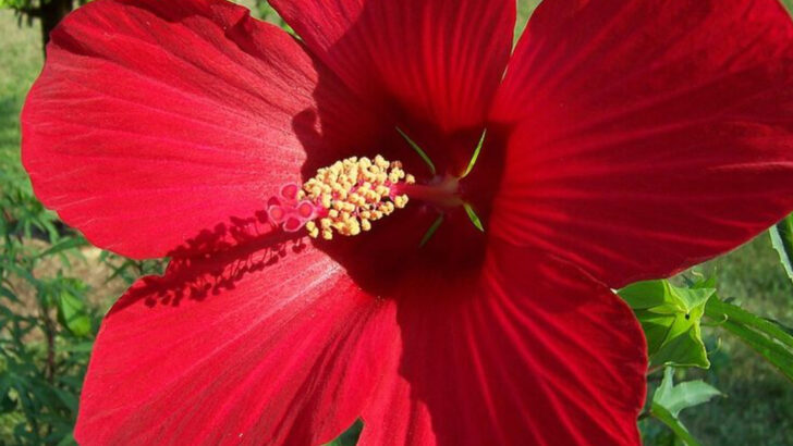 13 Red Perennials That Stand Out Strong In Massachusetts Summer Landscapes