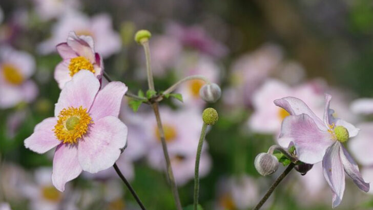 13 Soft Pink Perennials Pennsylvania Gardeners Love For Effortless Cottage Style