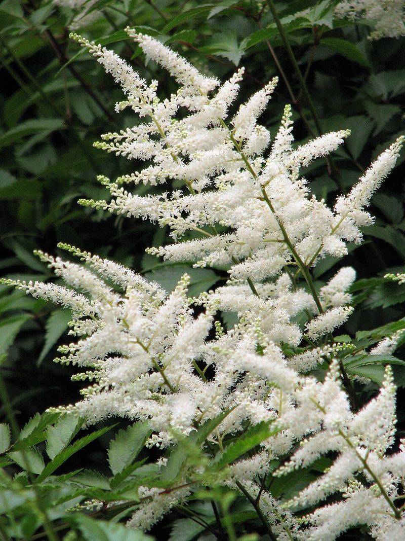 Astilbe 'Deutschland'