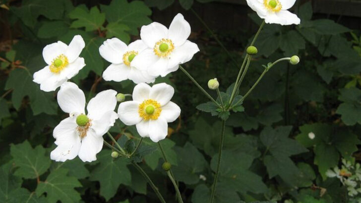 13 White Perennials That Brighten Shaded Pennsylvania Garden Corners Beautifully