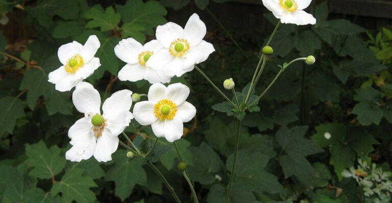 13 White Perennials That Brighten Shaded Pennsylvania Garden Corners Beautifully