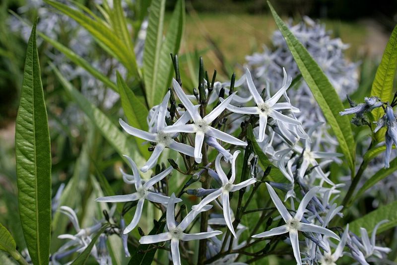 Blue Star Amsonia
