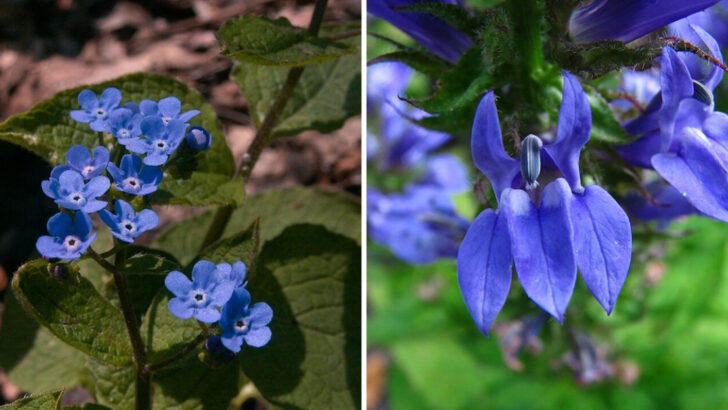 14 Blue Perennials That Stay Strong Through North Carolina Weather Changes
