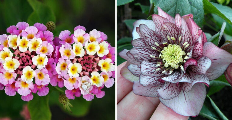 14 Multicolor Perennials Georgia Gardeners Depend On For Year-Round Appeal