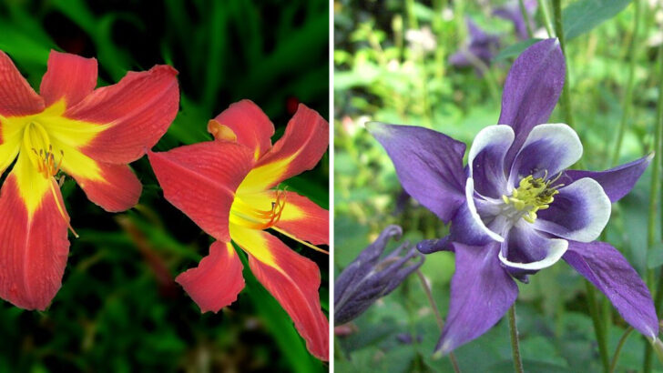 14 Multicolor Perennials Pennsylvania Garden Lovers Can’t Stop Replanting