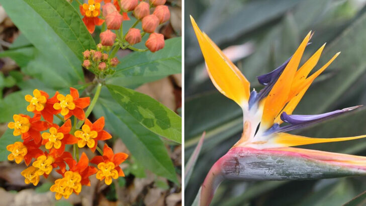 14 Orange Perennials That Bring Bold Tropical Energy To Florida Landscapes