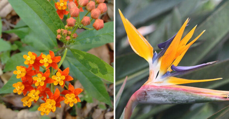 14 Orange Perennials That Bring Bold Tropical Energy To Florida Landscapes