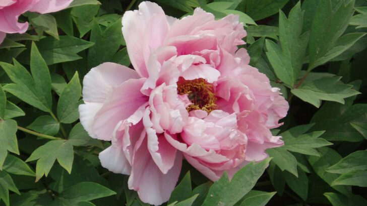 14 Pink Perennials Bringing Southern Charm To Georgia Landscapes