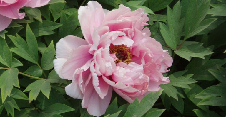 14 Pink Perennials Bringing Southern Charm To Georgia Landscapes