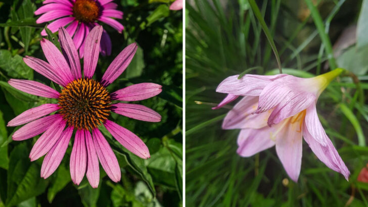 14 Pink Perennials Florida Homeowners Use For Vibrant Front Yard Appeal