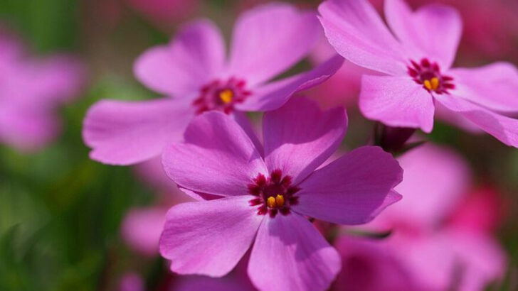 14 Pink Perennials That Bring Soft Color Layers To Ohio Landscapes