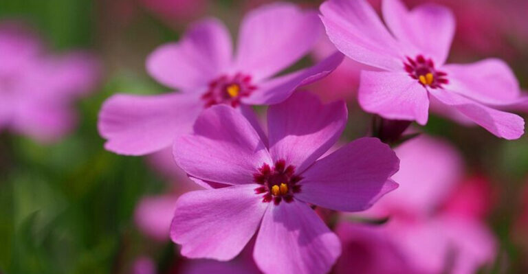 14 Pink Perennials That Bring Soft Color Layers To Ohio Landscapes
