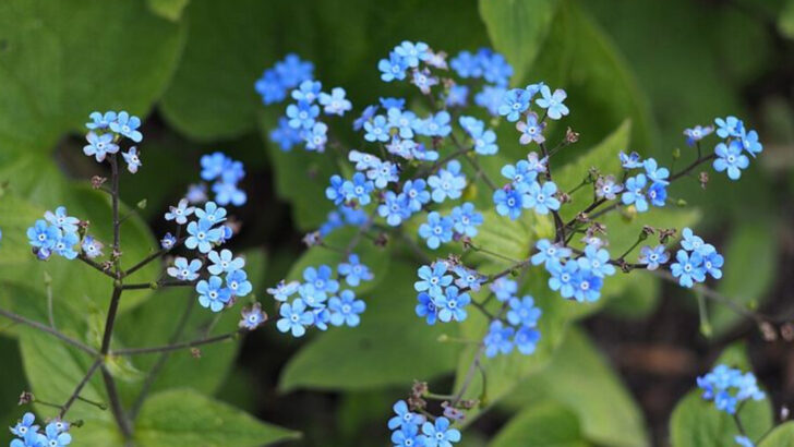 15 Blue Blooming Perennials Making Pennsylvania Yards Look Cooler And Calmer