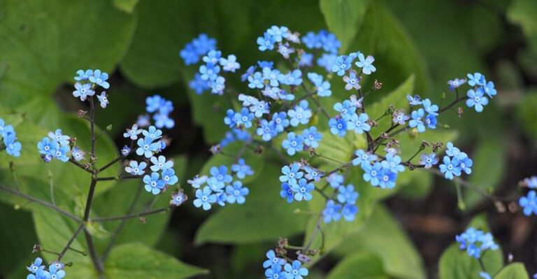 15 Blue Blooming Perennials Making Pennsylvania Yards Look Cooler And Calmer