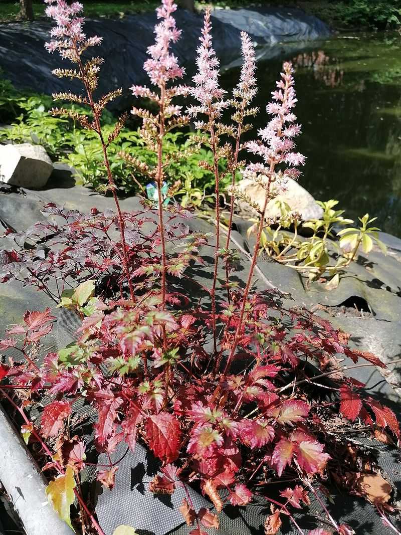 Astilbe 'Chocolate Shogun'