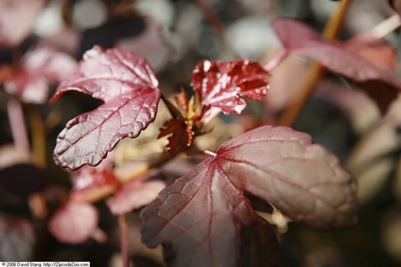 Hibiscus acetosella