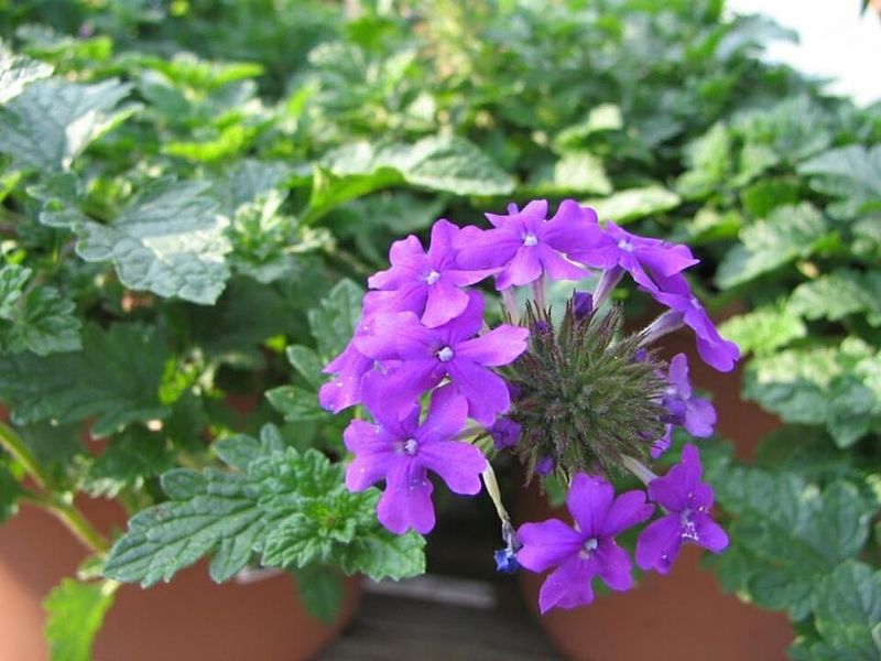 Homestead Purple Verbena