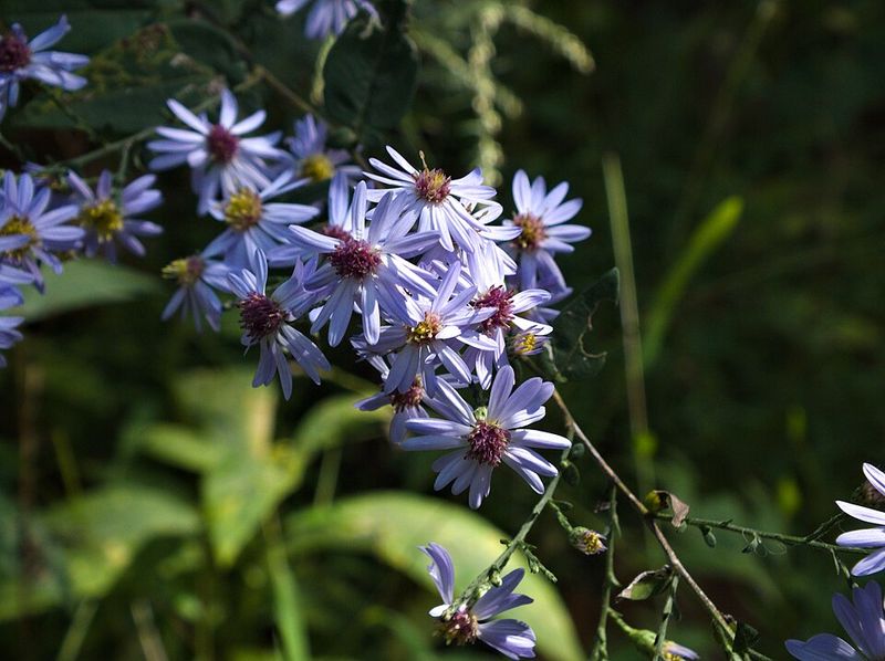 Blue Wood Aster