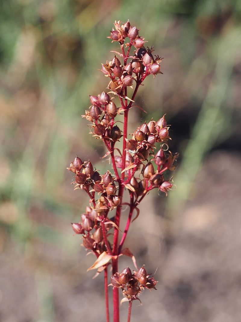 Penstemon digitalis
