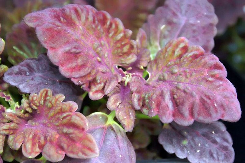Coleus 'Black Dragon'
