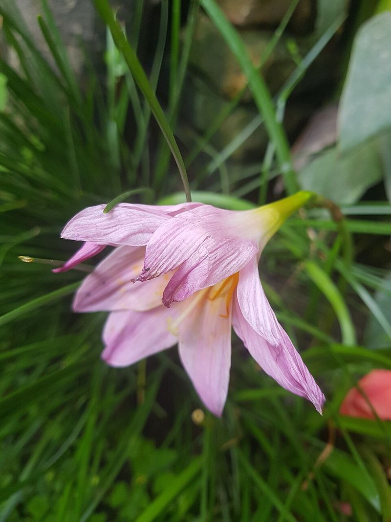 Crinum Lily