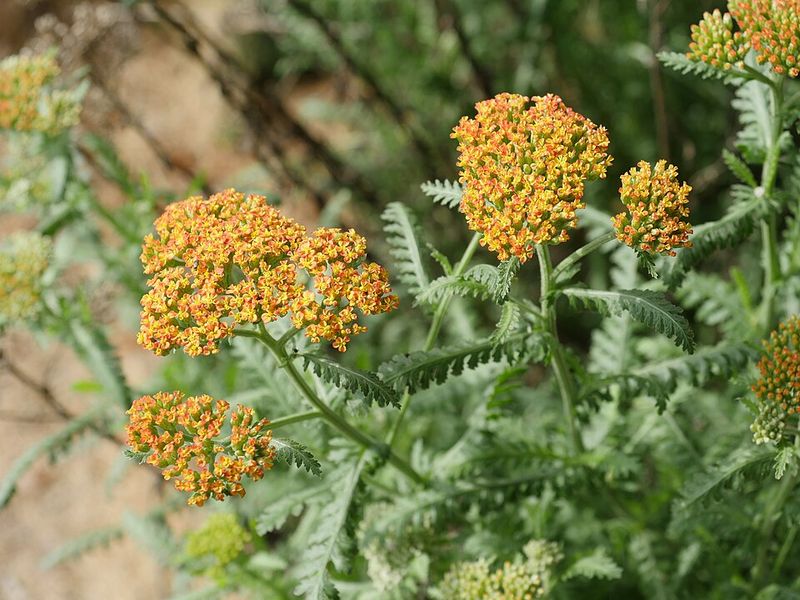 Yarrow 'Terracotta'