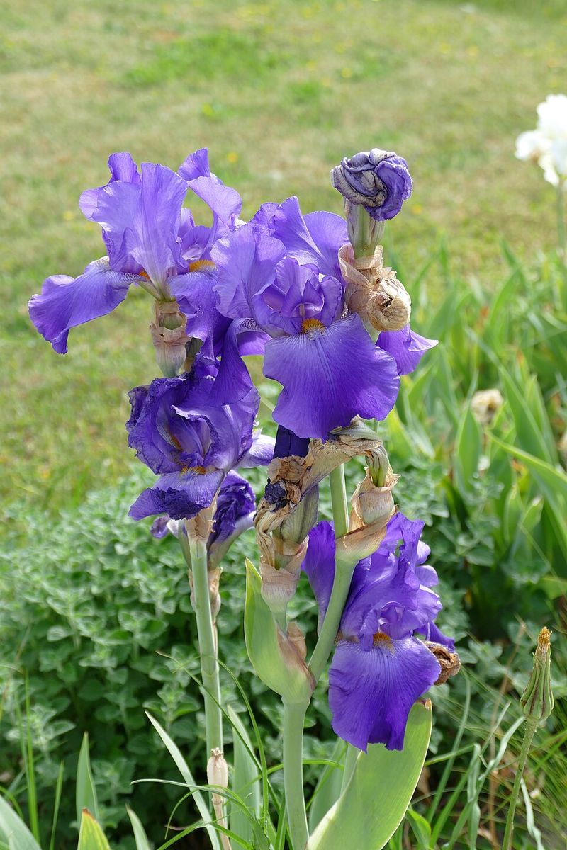 Bearded Iris