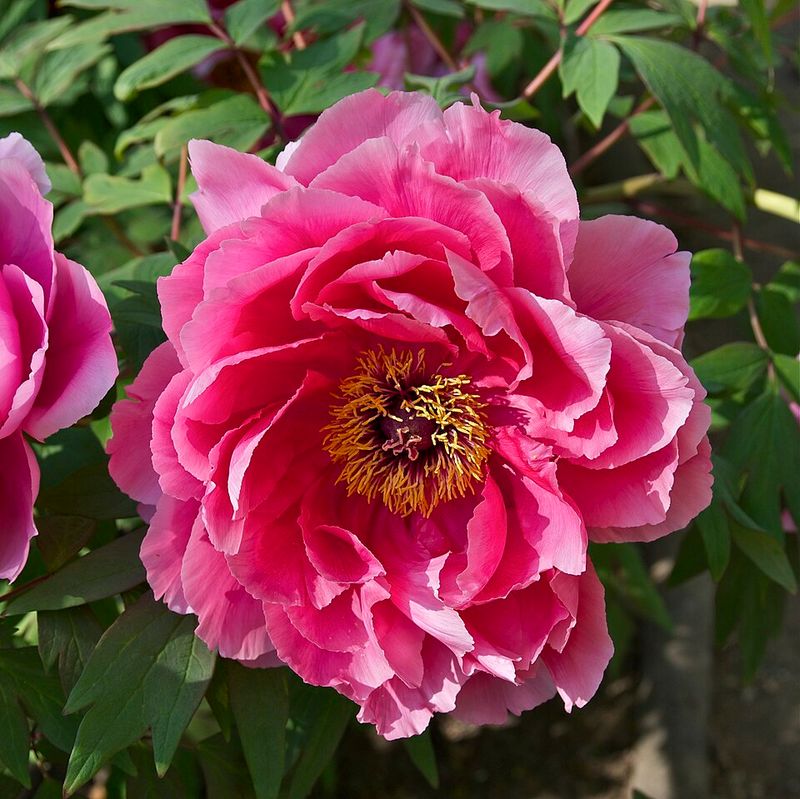 Peony