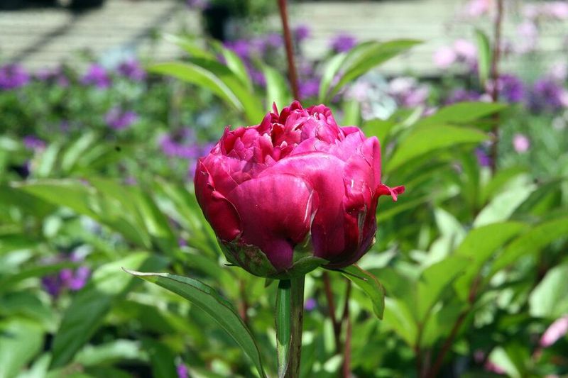 Peony 'Karl Rosenfield'