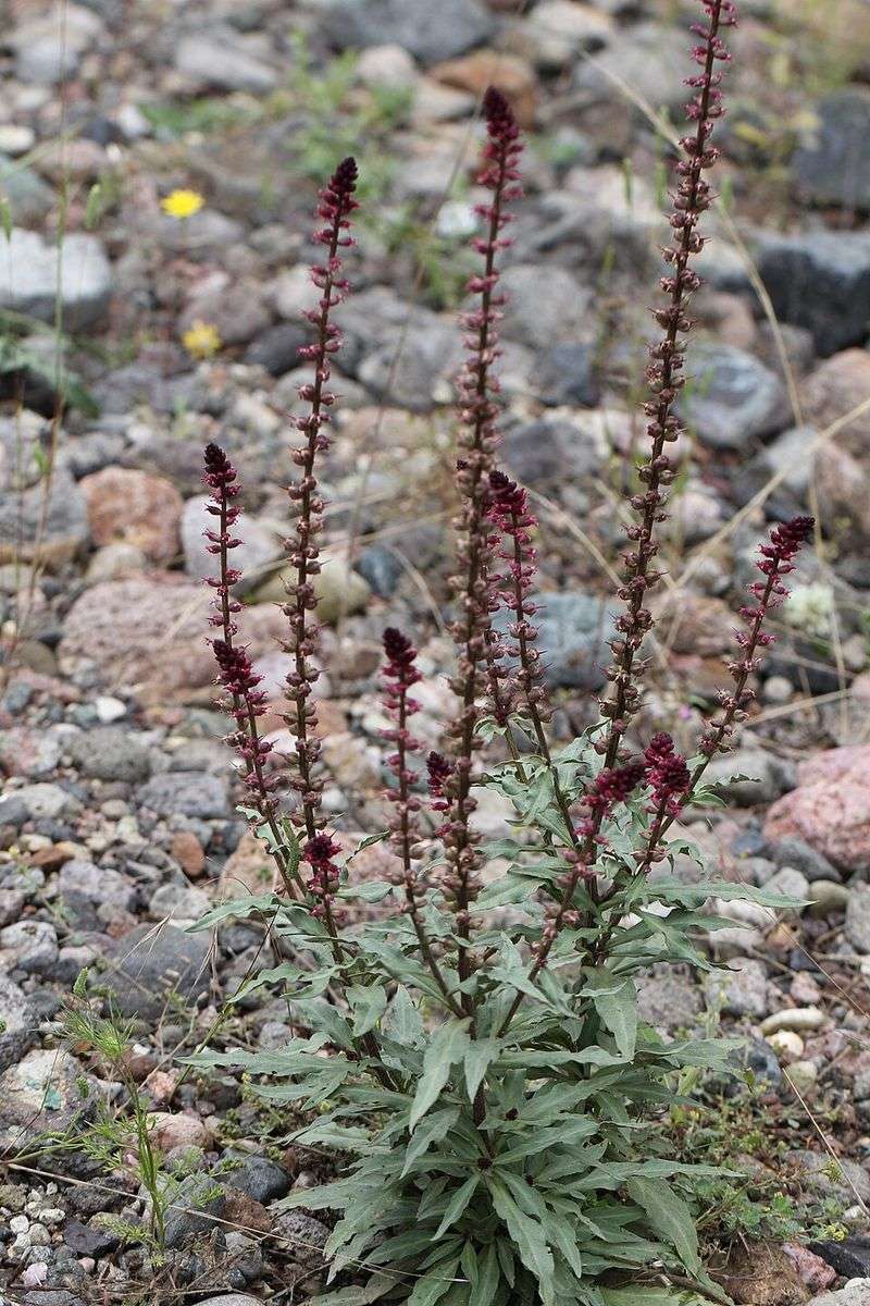Gooseneck Loosestrife