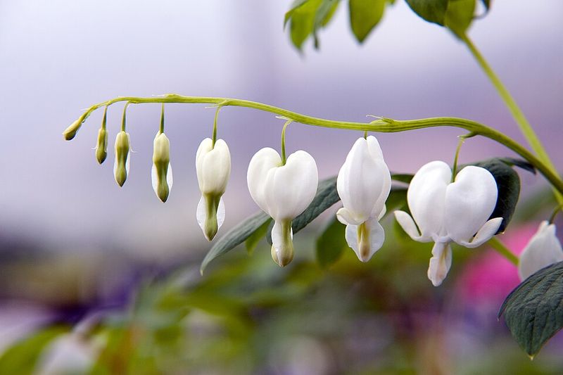 White Bleeding Heart 'Alba'