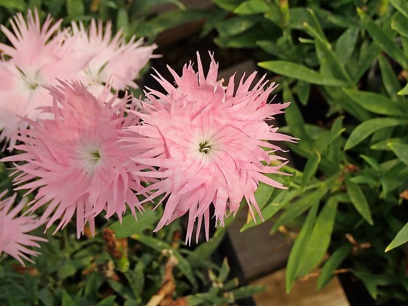 Dianthus 'Coral Reef'