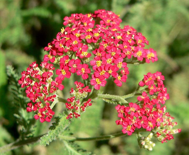 Yarrow 'Paprika'
