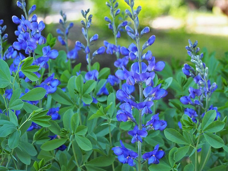 Baptisia australis