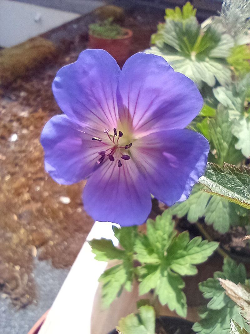 Hardy Geranium 'Rozanne'