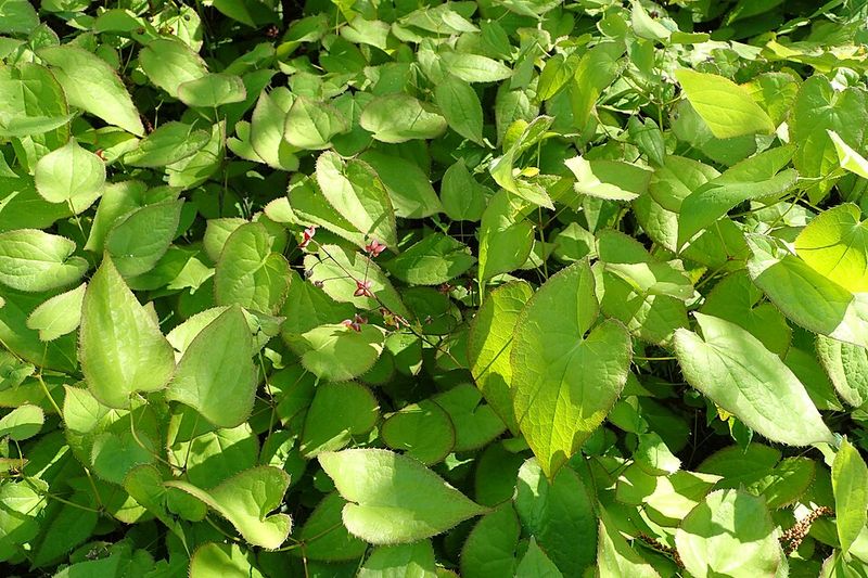 Epimedium