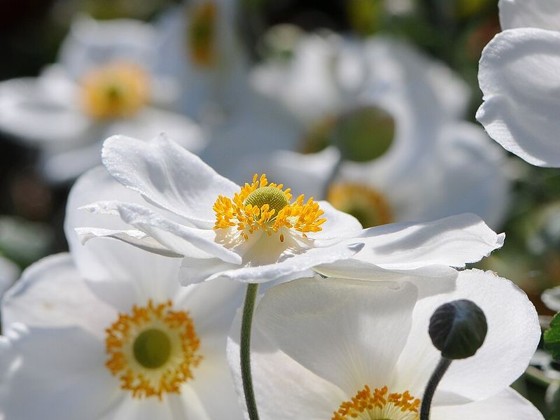 White Japanese Anemone